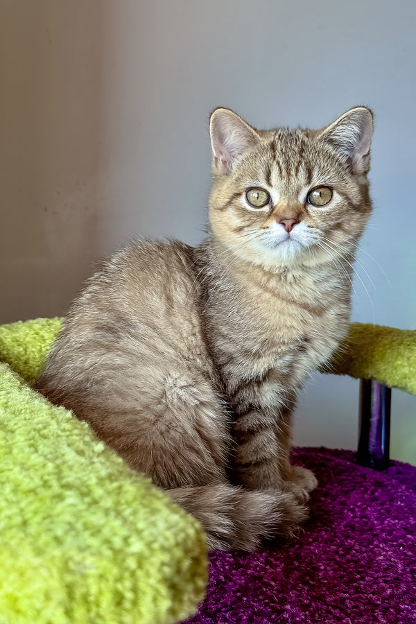 Lily | Scottish Straight Kitten