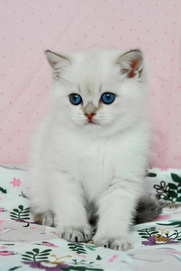 Limon | British Shorthair Kitten