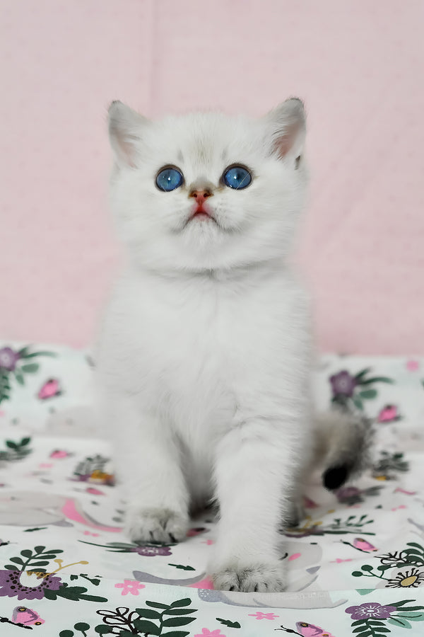 Limon | British Shorthair Kitten