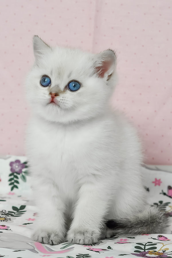 Limon | British Shorthair Kitten