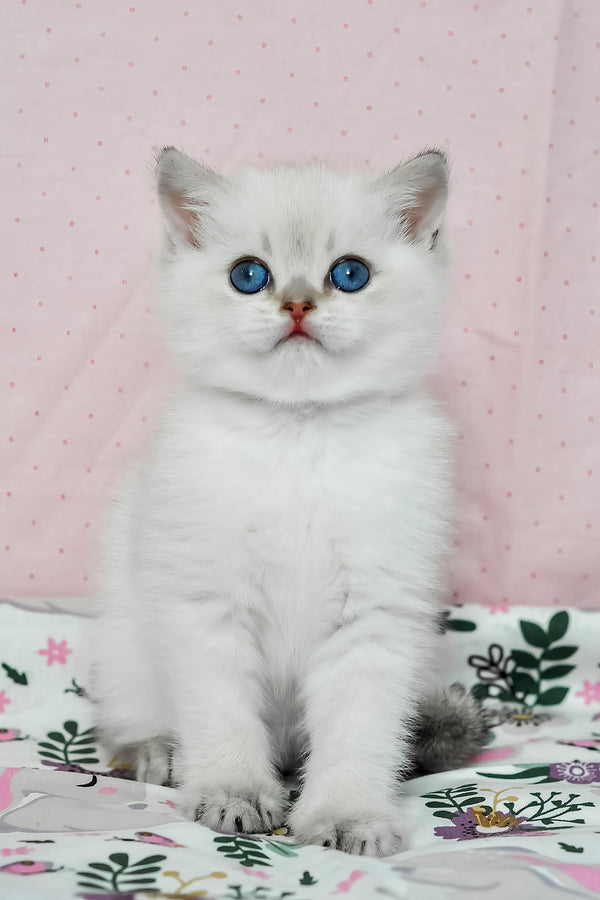Limon | British Shorthair Kitten