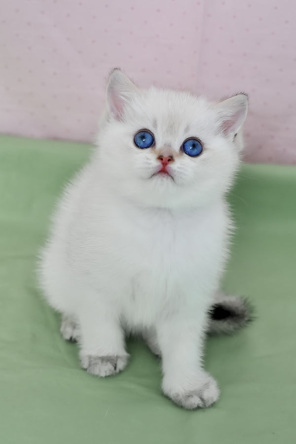 Limon | British Shorthair Kitten