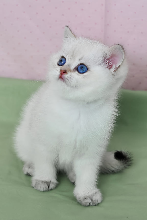 Limon | British Shorthair Kitten