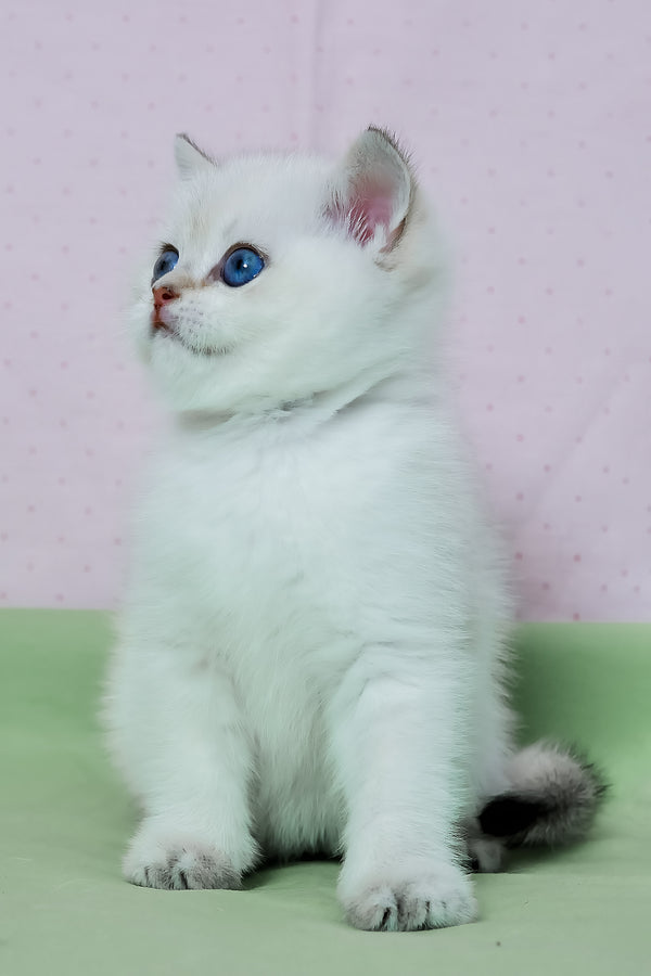 Limon | British Shorthair Kitten