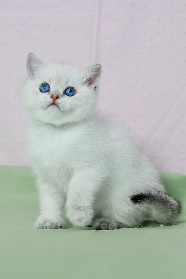 Limon | British Shorthair Kitten