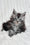 Lena | Maine Coon Kitten
