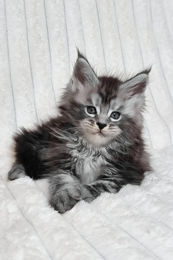 Lena | Maine Coon Kitten
