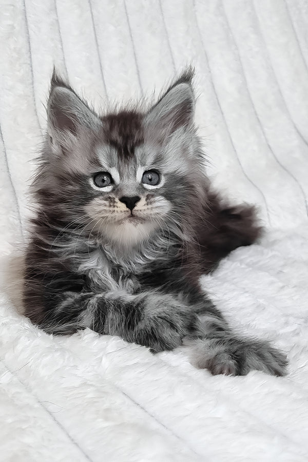 Lena | Maine Coon Kitten