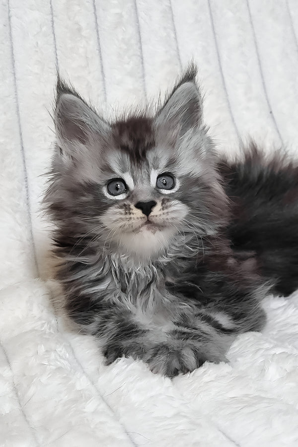 Lena | Maine Coon Kitten