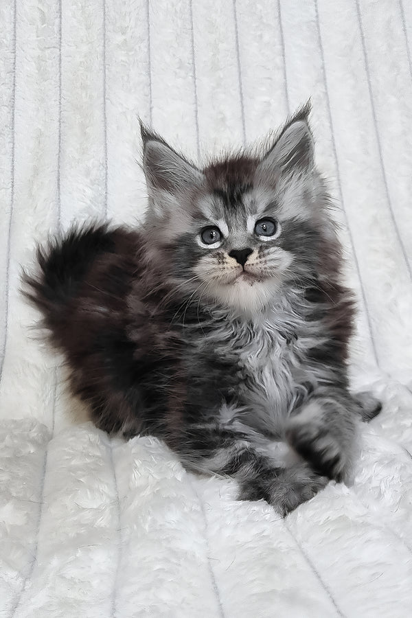 Lena | Maine Coon Kitten