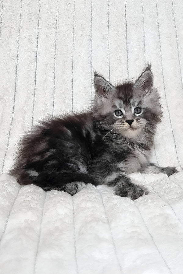 Lena | Maine Coon Kitten
