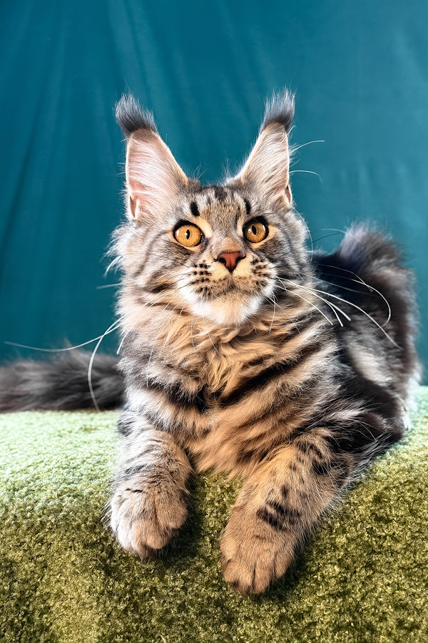 Lina | Maine Coon Kitten