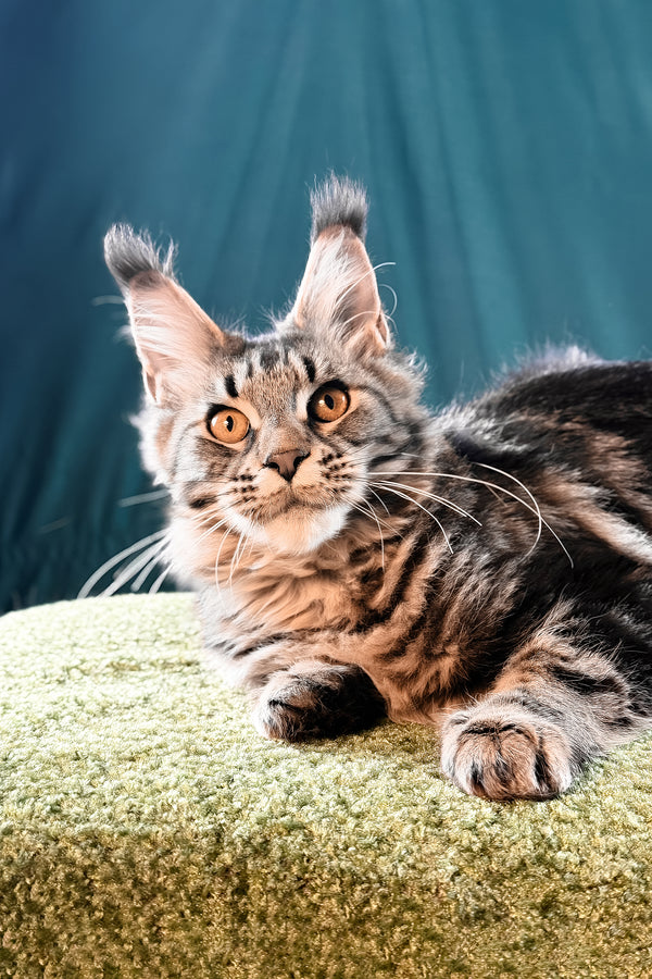 Lina | Maine Coon Kitten