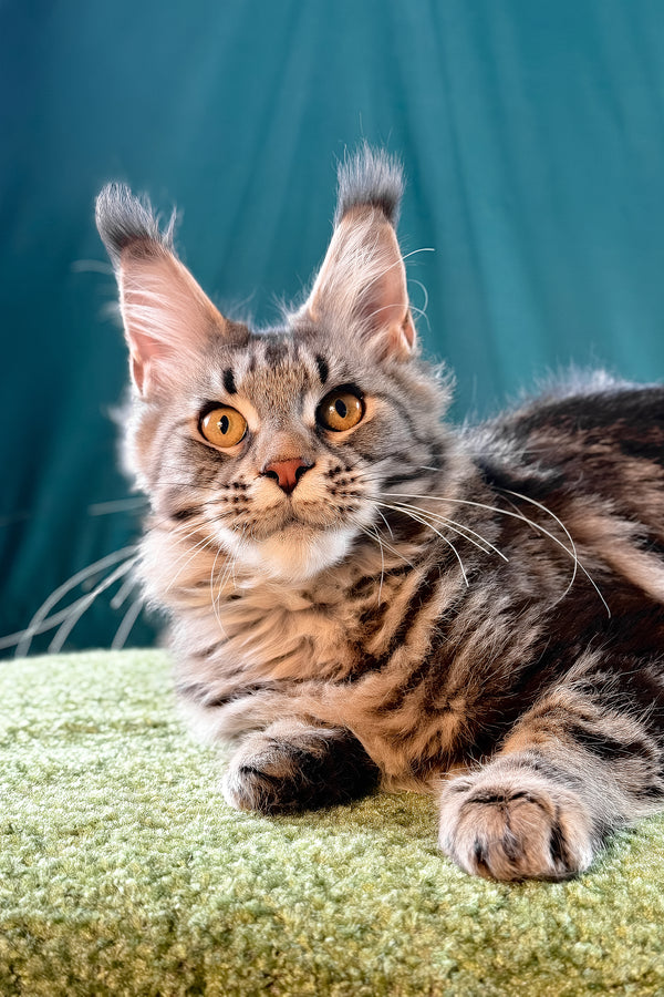Lina | Maine Coon Kitten