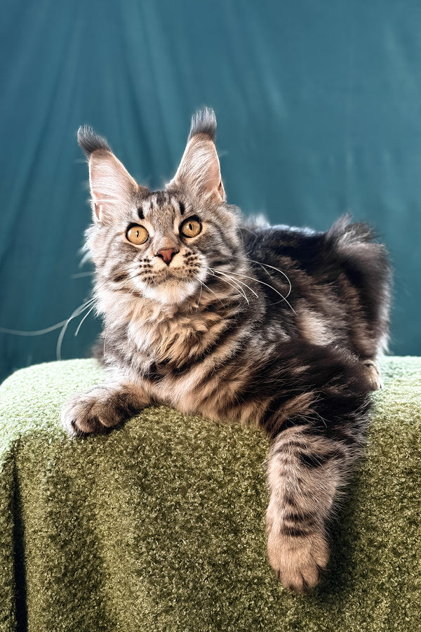 Lina | Maine Coon Kitten