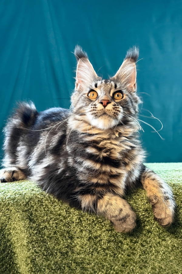 Lina | Maine Coon Kitten