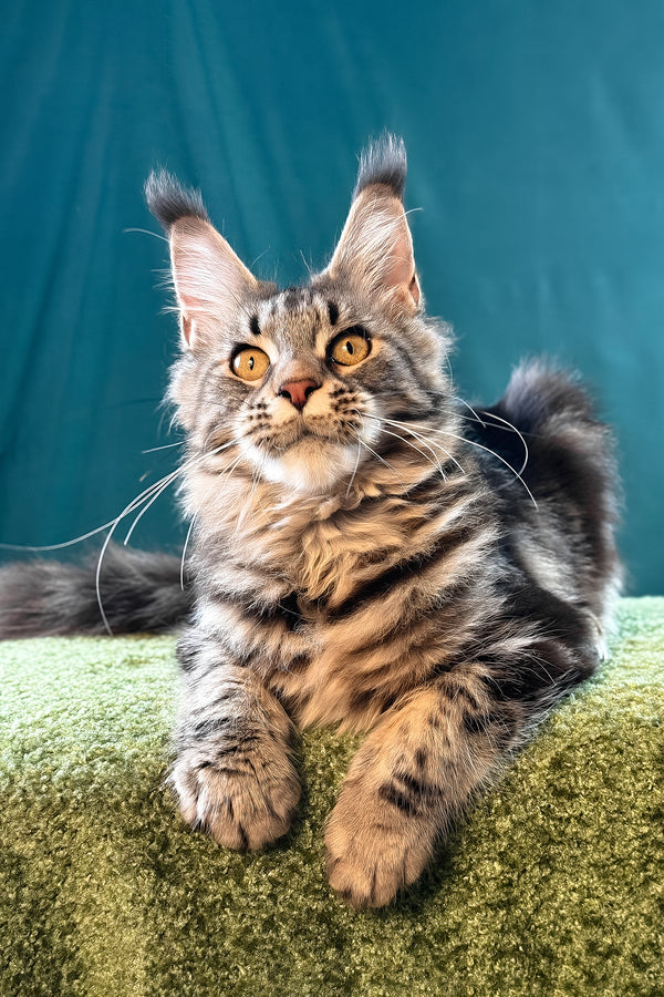 Lina | Maine Coon Kitten