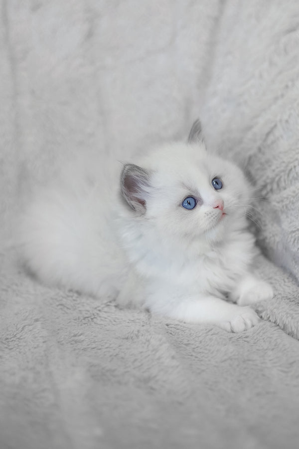 Lincoln | Ragdoll Kitten