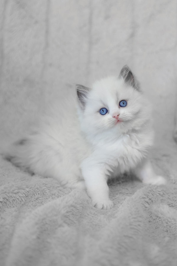Lincoln | Ragdoll Kitten