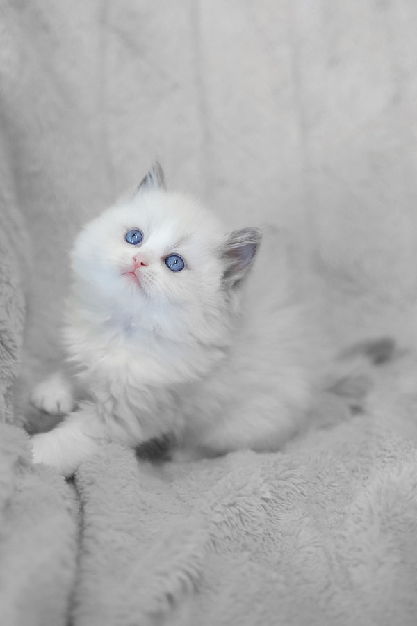 Lincoln | Ragdoll Kitten