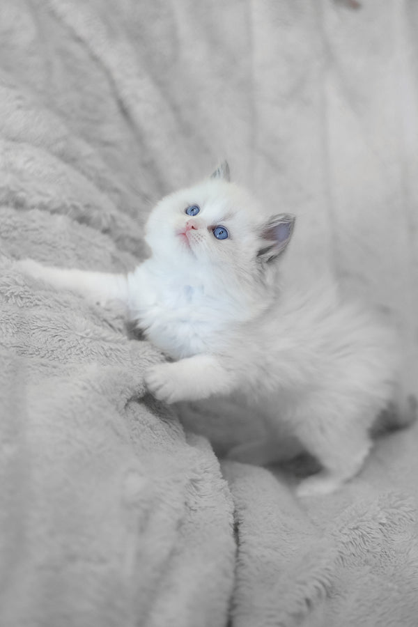 Lincoln | Ragdoll Kitten