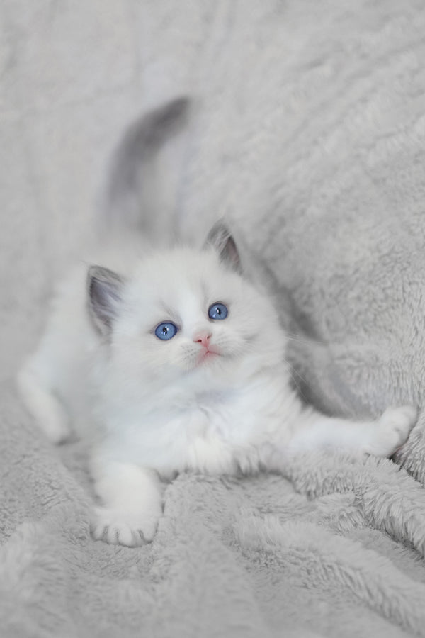 Lincoln | Ragdoll Kitten