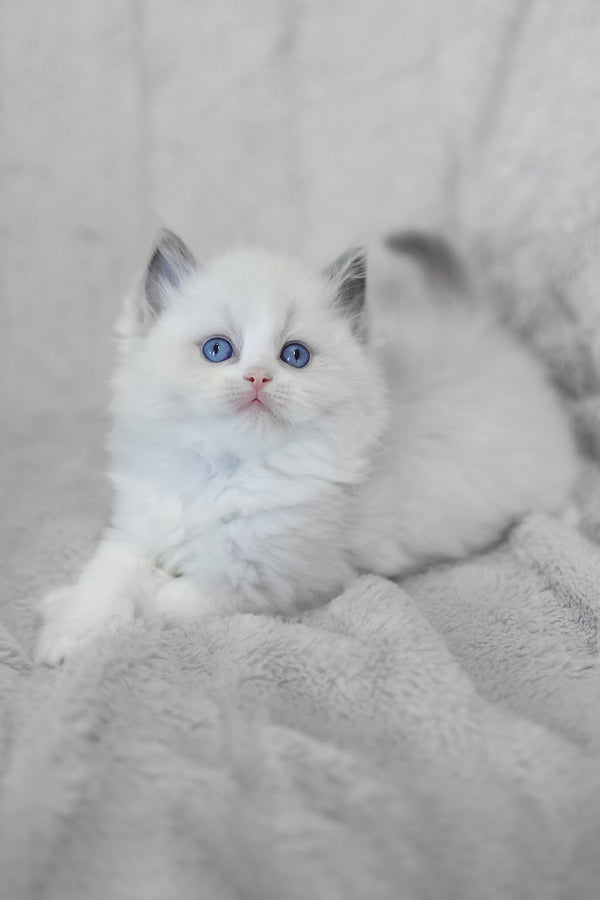 Lincoln | Ragdoll Kitten