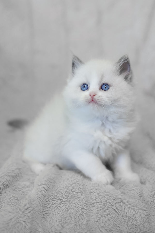 Lincoln | Ragdoll Kitten