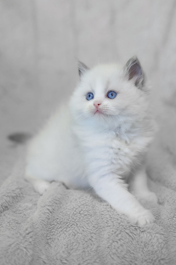 Lincoln | Ragdoll Kitten