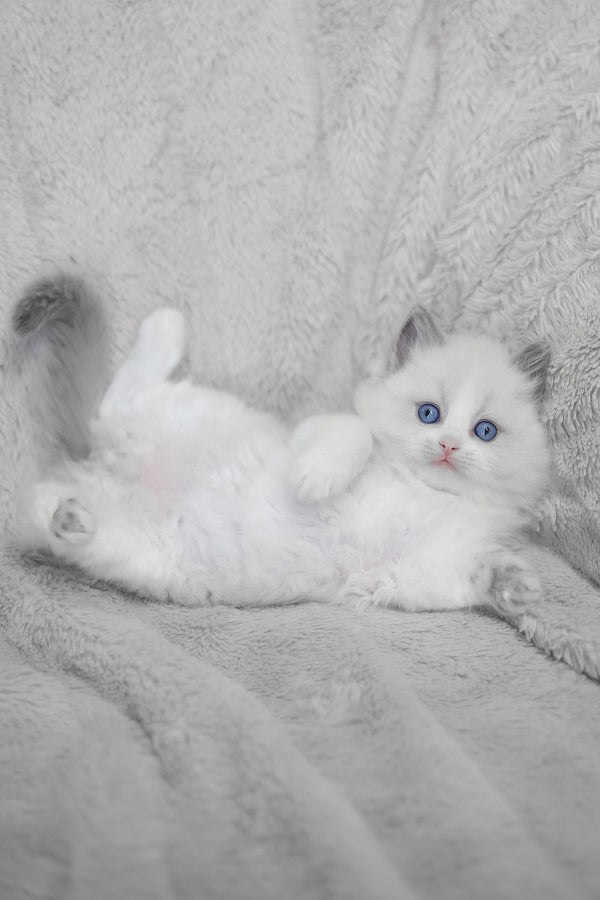 Lincoln | Ragdoll Kitten