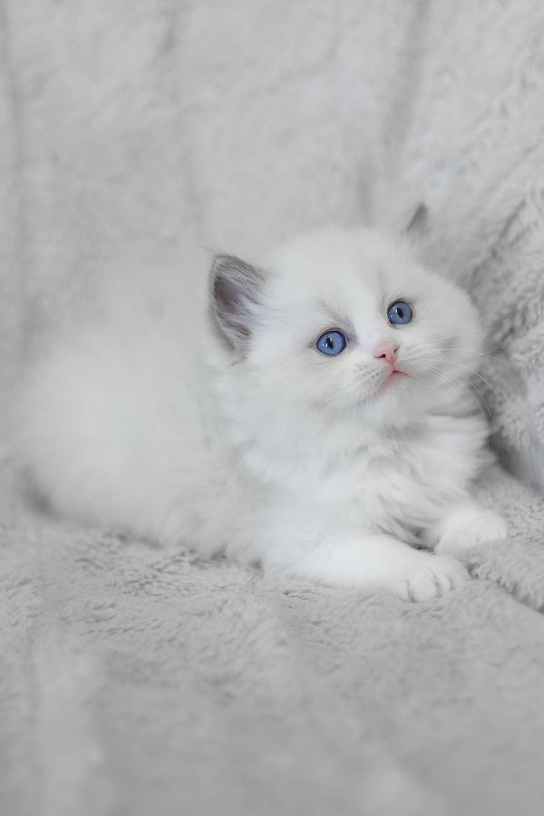Lincoln | Ragdoll Kitten