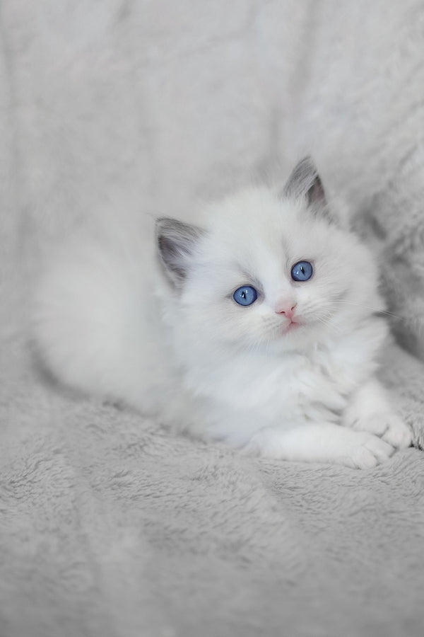 Lincoln | Ragdoll Kitten