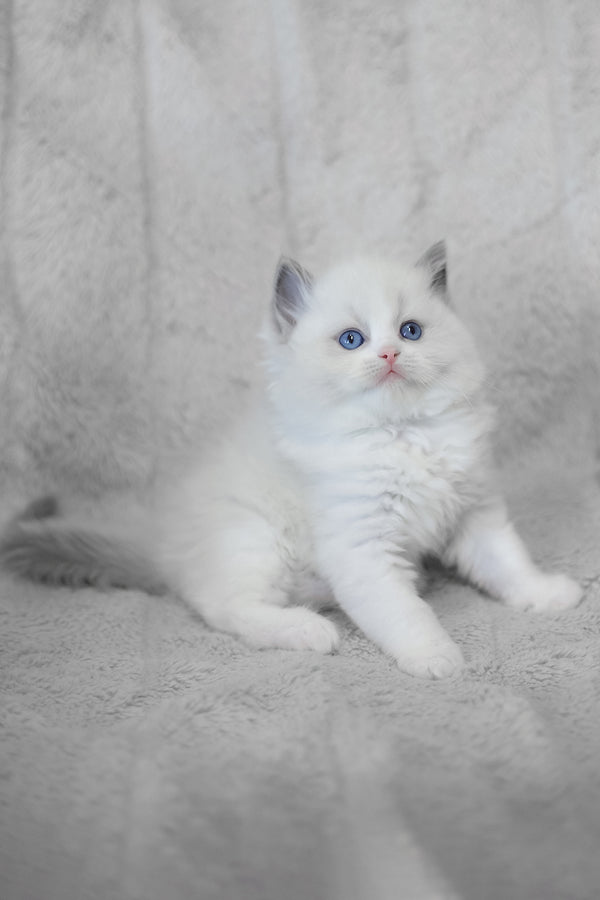 Lincoln | Ragdoll Kitten