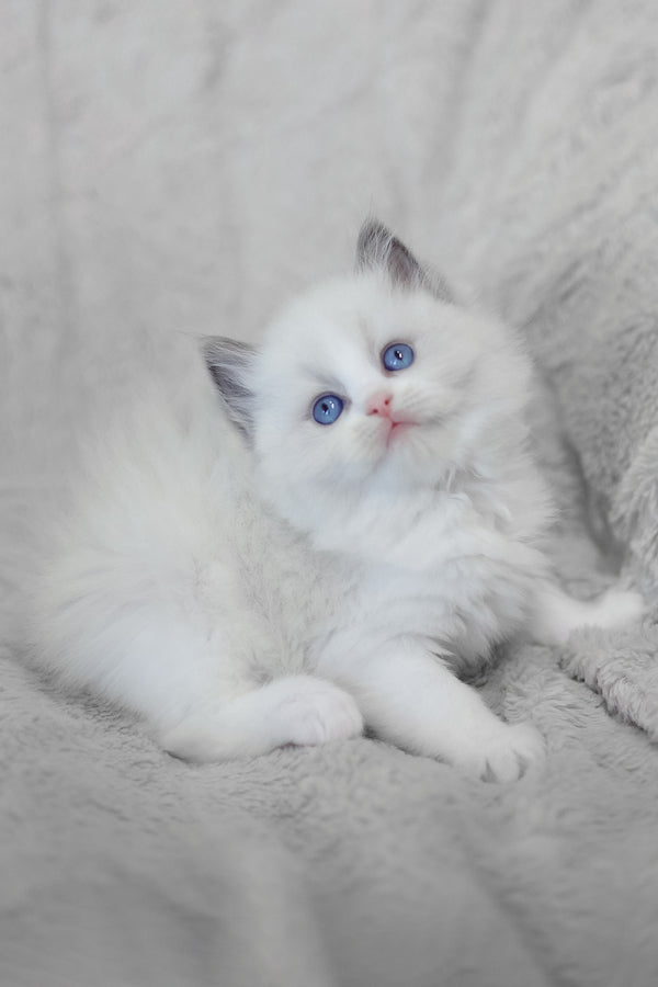 Lincoln | Ragdoll Kitten