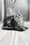 Linda | Maine Coon Kitten