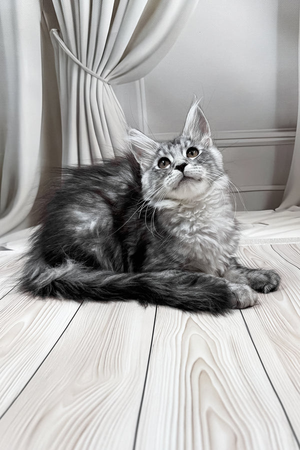 Linda | Maine Coon Kitten
