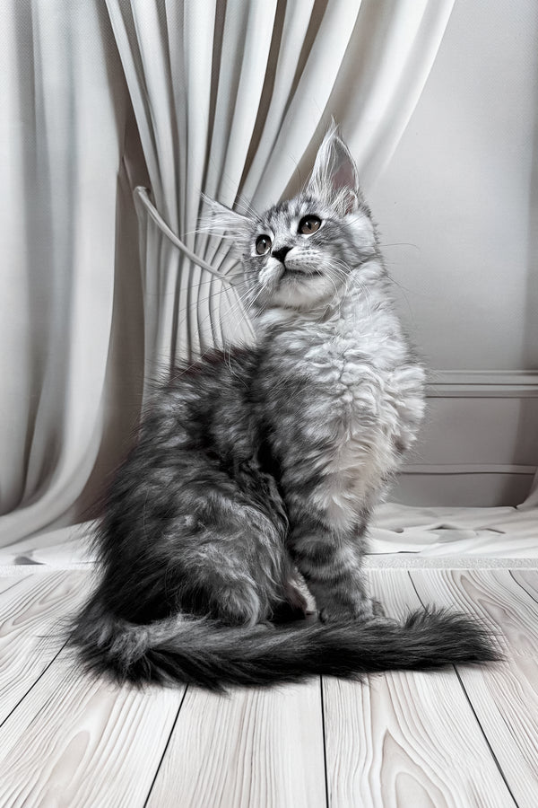 Linda | Maine Coon Kitten