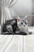 Linda | Maine Coon Kitten