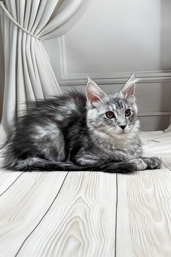 Linda | Maine Coon Kitten