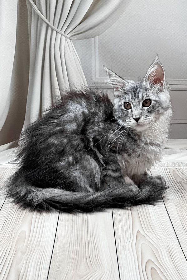 Linda | Maine Coon Kitten