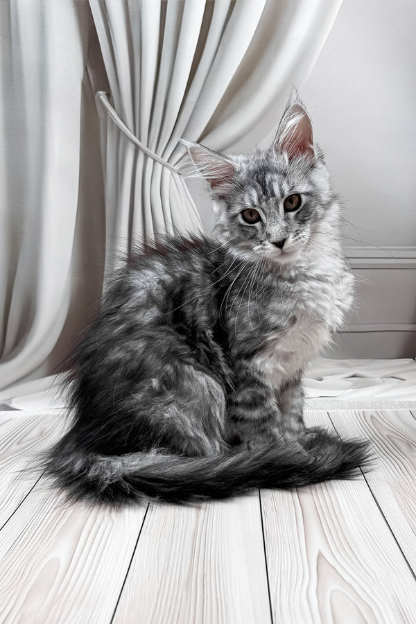 Linda | Maine Coon Kitten