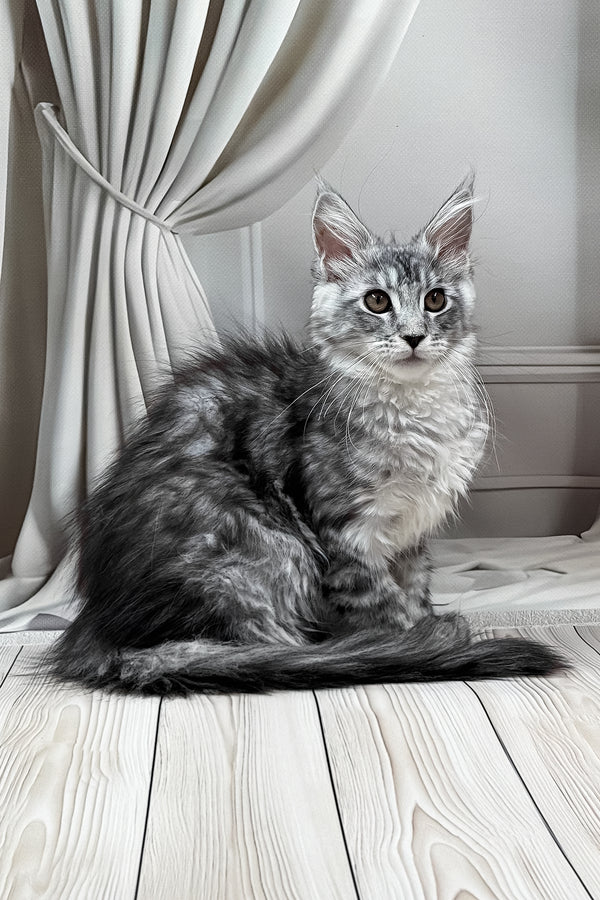 Linda | Maine Coon Kitten