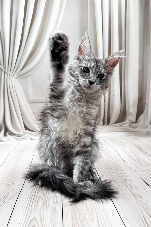 Linda | Maine Coon Kitten