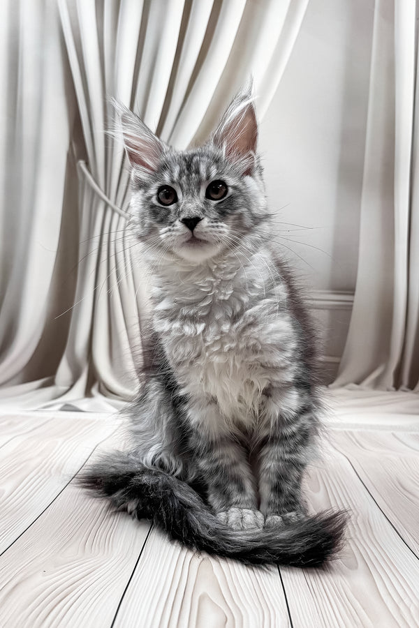 Linda | Maine Coon Kitten