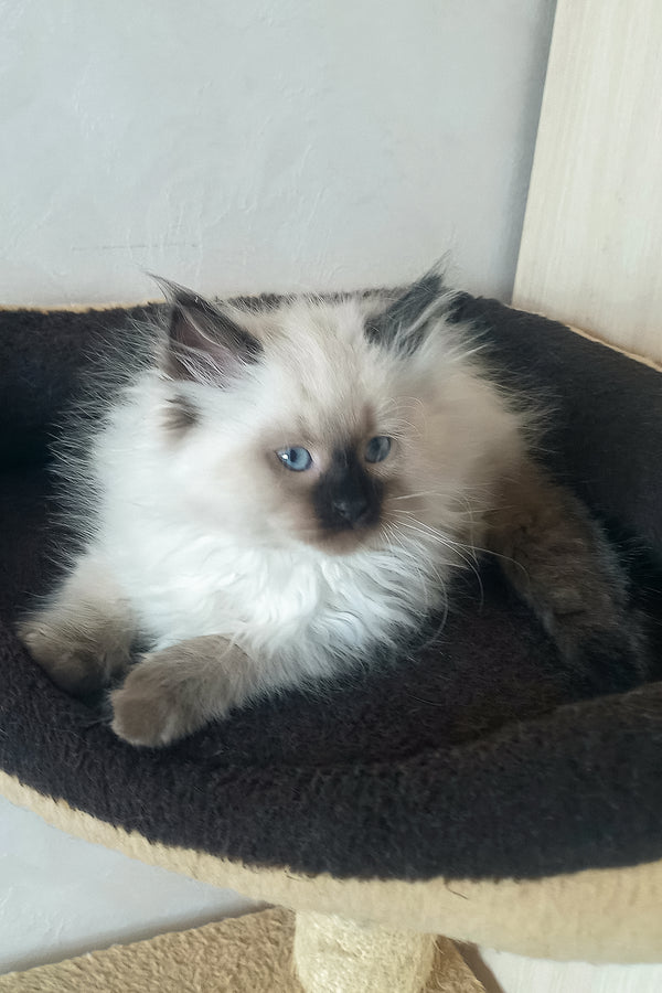 Liron | Siberian Kitten