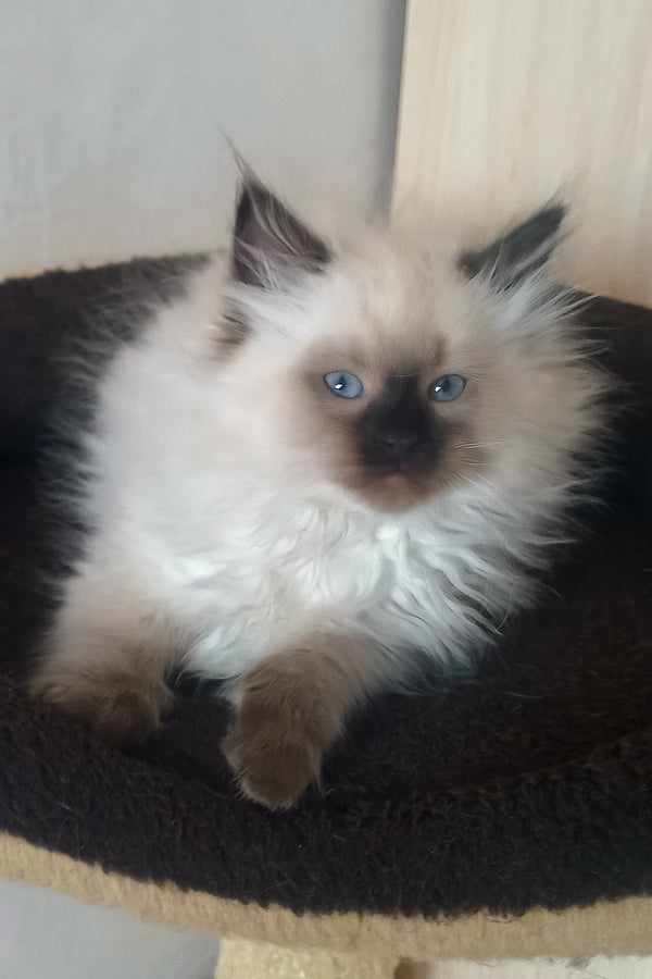 Liron | Siberian Kitten