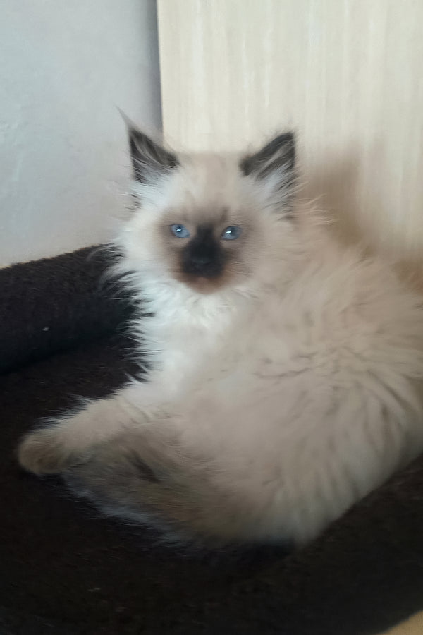 Liron | Siberian Kitten