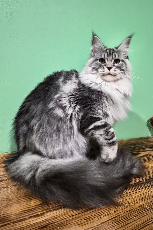 Lisa | Maine Coon Kitten
