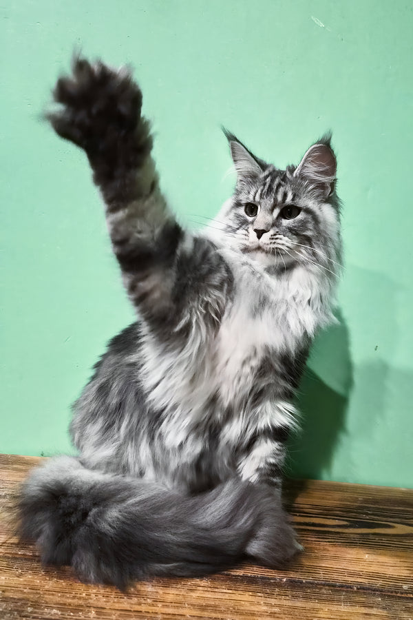 Lisa | Maine Coon Kitten