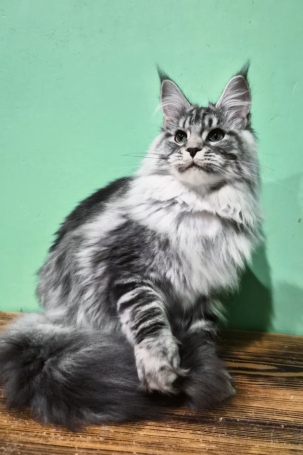 Lisa | Maine Coon Kitten
